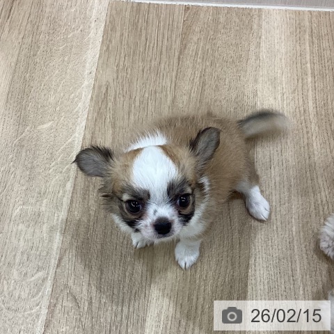 新潟県のチワワ(ロング) (ペットプラス 新潟南店/2025年12月8日生まれ/男の子/レッドホワイト)の子犬の4枚目の画像