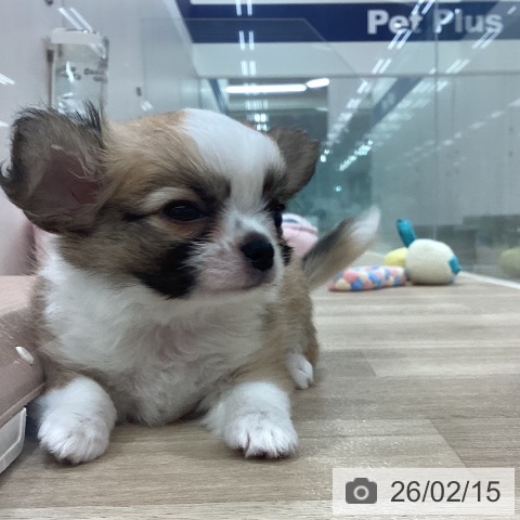 新潟県のチワワ(ロング) (ペットプラス 新潟南店/2025年12月8日生まれ/男の子/レッドホワイト)の子犬の3枚目の画像