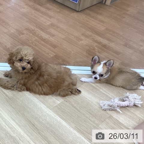 新潟県のチワワ(ロング) (ペットプラス 新潟南店/2025年12月8日生まれ/男の子/レッドホワイト)の子犬の3枚目の画像