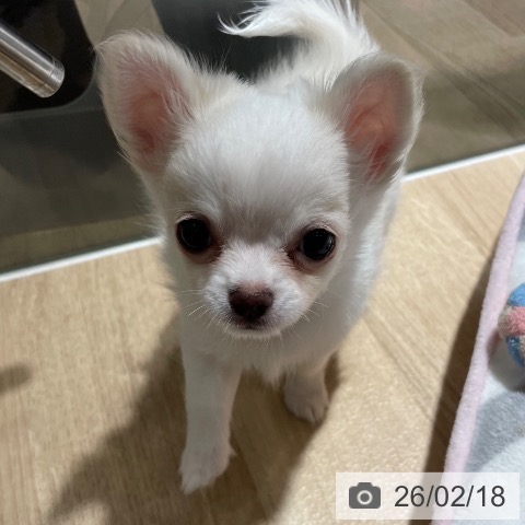 兵庫県のチワワ(ロング) (ペットプラス 神戸三宮店/2025年12月10日生まれ/男の子/クリームホワイト)の子犬の4枚目の画像