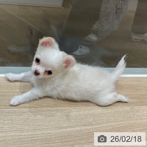 兵庫県のチワワ(ロング) (ペットプラス 神戸三宮店/2025年12月10日生まれ/男の子/クリームホワイト)の子犬の3枚目の画像