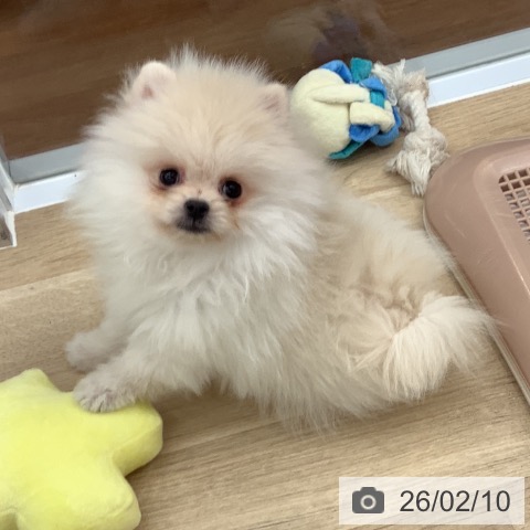 大阪府のポメラニアン (ペットプラス りんくう泉南店/2025年11月18日生まれ/男の子/クリーム)の子犬の4枚目の画像