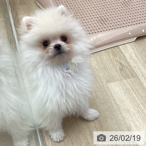 ポメラニアンの写真
