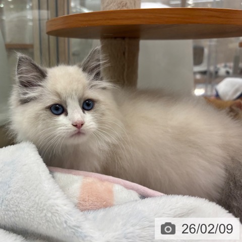 ラグドールの写真