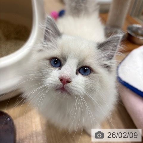 ラグドールの写真