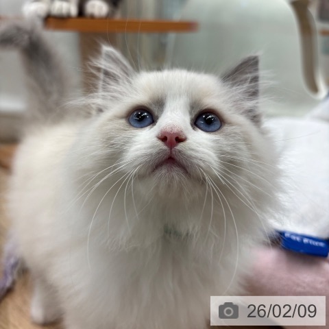 ラグドールの写真