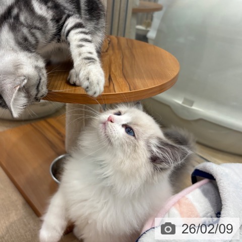 ラグドールの写真