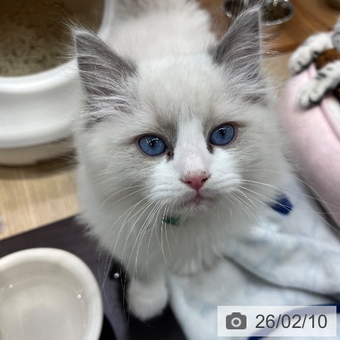 ラグドールの写真