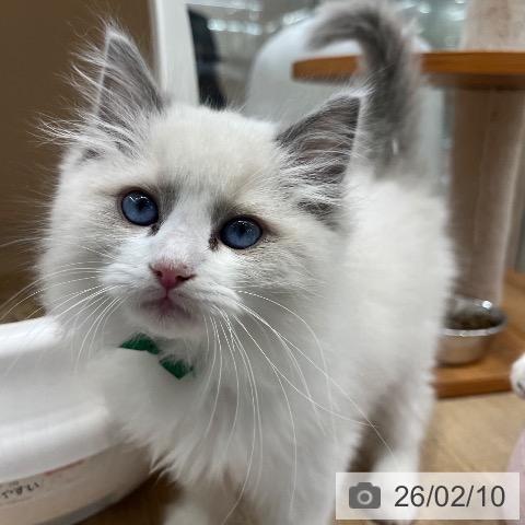 ラグドールの写真