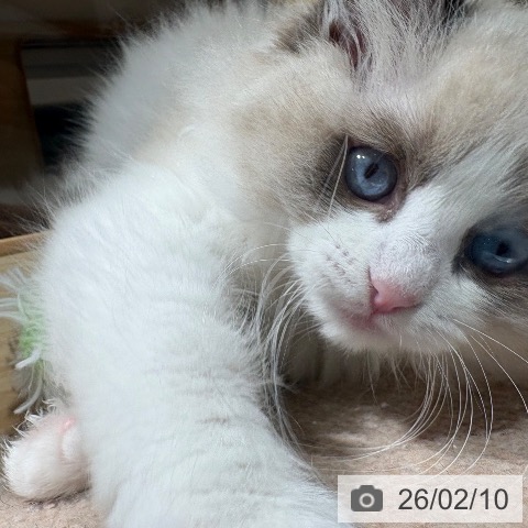 兵庫県のラグドール (ペットプラス 神戸三宮店/2025年12月2日生まれ/女の子/シールポイントバイカラー)の子猫の4枚目の画像