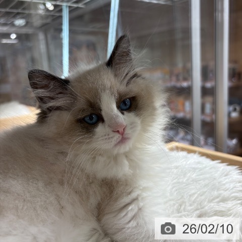 兵庫県のラグドール (ペットプラス 神戸三宮店/2025年12月2日生まれ/女の子/シールポイントバイカラー)の子猫の3枚目の画像