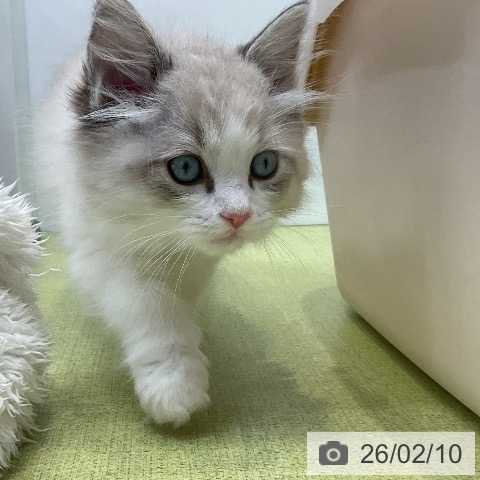 ラグドールの写真