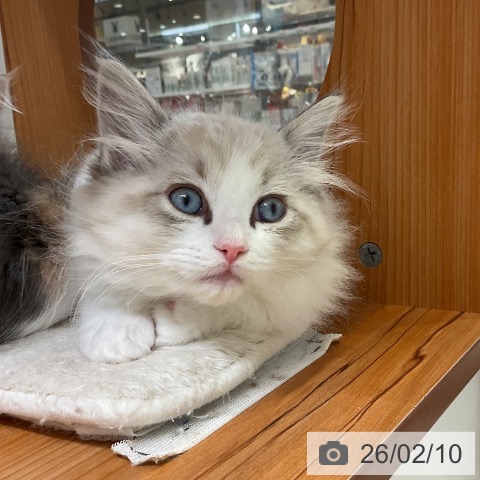 ラグドールの写真