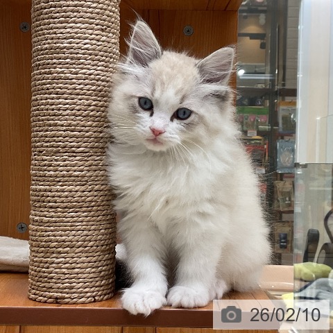 ラグドールの写真