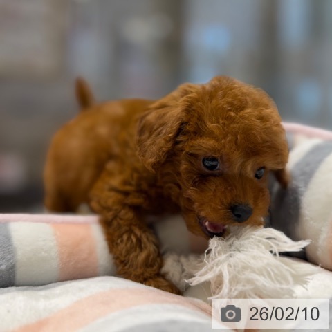 トイ・プードルの写真