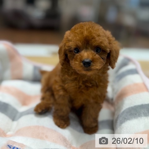 トイ・プードルの写真