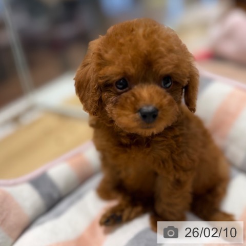 トイ・プードルの写真