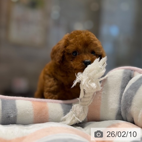 トイ・プードルの写真