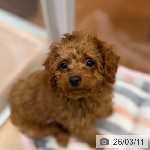 大阪府のトイプードル(トイ) (ペットプラス 四條畷店/2025年12月8日生まれ/男の子/レッドフォーン)の子犬の3枚目の画像