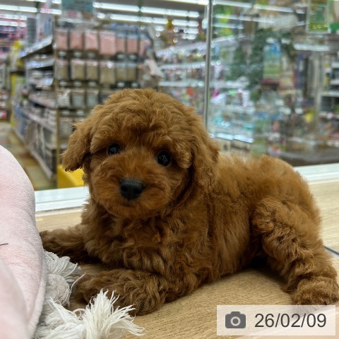 大阪府のトイプードル(トイ) (ペットプラス 松原店/2025年12月8日生まれ/男の子/レッドフォーン)の子犬の4枚目の画像