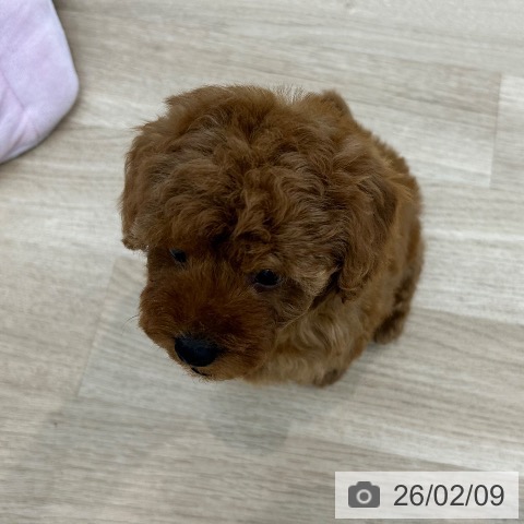 大阪府のトイプードル(トイ) (ペットプラス 松原店/2025年12月8日生まれ/男の子/レッドフォーン)の子犬の3枚目の画像