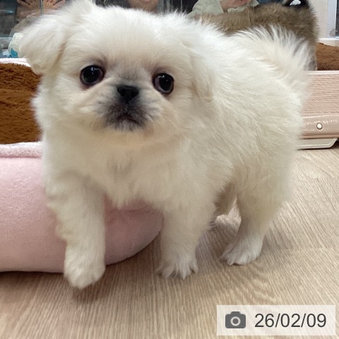 ペキニーズの写真