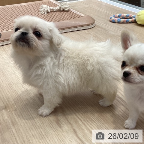 ペキニーズの写真