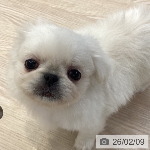 ペキニーズの写真