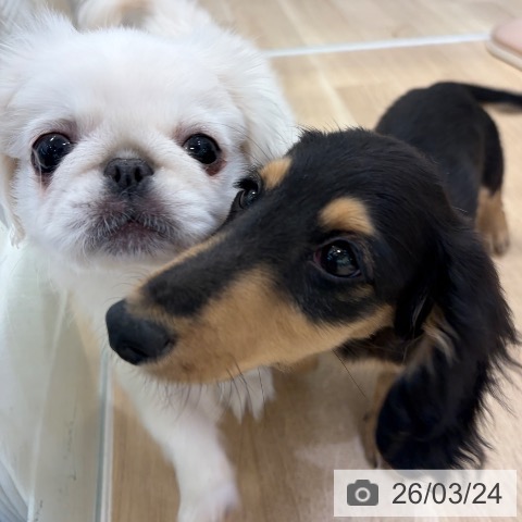 大阪府のペキニーズ (ペットプラス 堺北花田店/2025年12月9日生まれ/男の子/ホワイト)の子犬の4枚目の画像