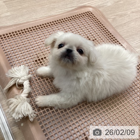 ペキニーズの写真