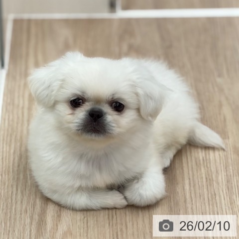 京都府のペキニーズ (ペットプラス 京都桂川店/2025年12月9日生まれ/男の子/ホワイト)の子犬の4枚目の画像