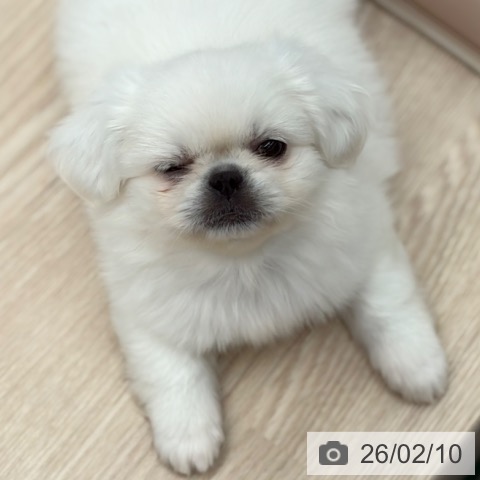 京都府のペキニーズ (ペットプラス 京都桂川店/2025年12月9日生まれ/男の子/ホワイト)の子犬の3枚目の画像