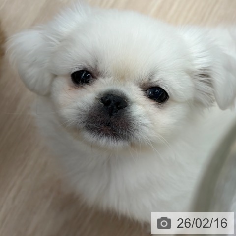 京都府のペキニーズ (ペットプラス 京都桂川店/2025年12月9日生まれ/男の子/ホワイト)の子犬の4枚目の画像