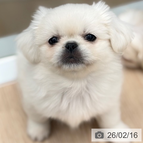 京都府のペキニーズ (ペットプラス 京都桂川店/2025年12月9日生まれ/男の子/ホワイト)の子犬の3枚目の画像