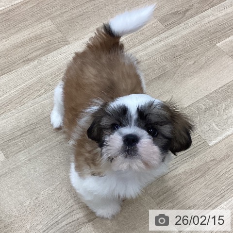 新潟県のシーズー (ペットプラス 新潟南店/2025年12月11日生まれ/男の子/ゴールドホワイト)の子犬の4枚目の画像