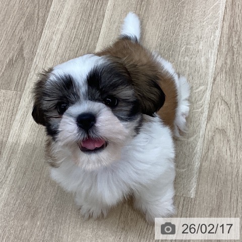 新潟県のシーズー (ペットプラス 新潟南店/2025年12月11日生まれ/男の子/ゴールドホワイト)の子犬の3枚目の画像