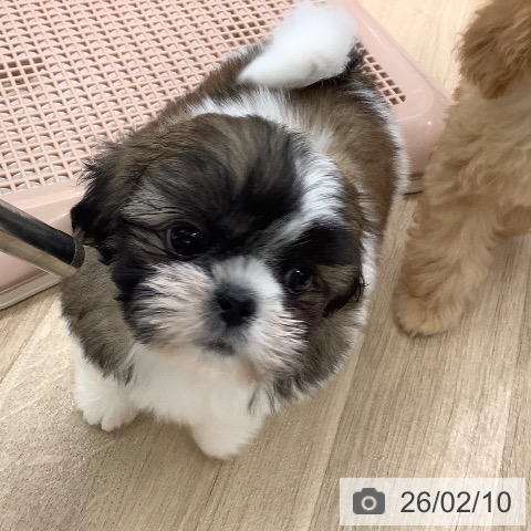 シー・ズーの写真