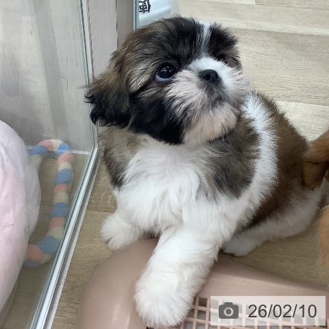 シー・ズーの写真