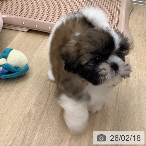 大阪府のシーズー (ペットプラス りんくう泉南店/2025年12月11日生まれ/女の子/ゴールドホワイト)の子犬の3枚目の画像