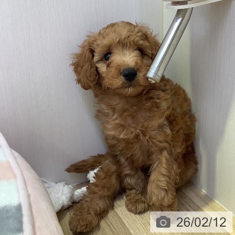 兵庫県のトイプードル(トイ) (ペットプラス 明石店/2025年12月11日生まれ/男の子/レッド)の子犬の3枚目の画像