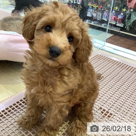 兵庫県のトイプードル(トイ) (ペットプラス 明石店/2025年12月11日生まれ/男の子/レッド)の子犬の3枚目の画像