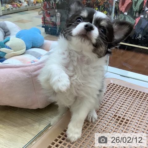 兵庫県のチワワ(ロング) (ペットプラス 明石店/2025年12月11日生まれ/男の子/ブラックタンホワイト)の子犬の4枚目の画像