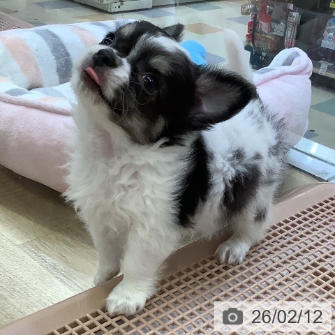 兵庫県のチワワ(ロング) (ペットプラス 明石店/2025年12月11日生まれ/男の子/ブラックタンホワイト)の子犬の3枚目の画像