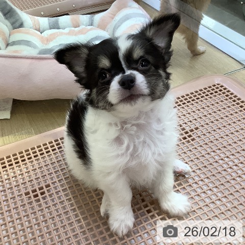 兵庫県のチワワ(ロング) (ペットプラス 明石店/2025年12月11日生まれ/男の子/ブラックタンホワイト)の子犬の3枚目の画像