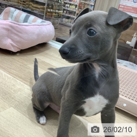 イタリアン・グレーハウンドの写真