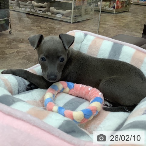 イタリアン・グレーハウンドの写真