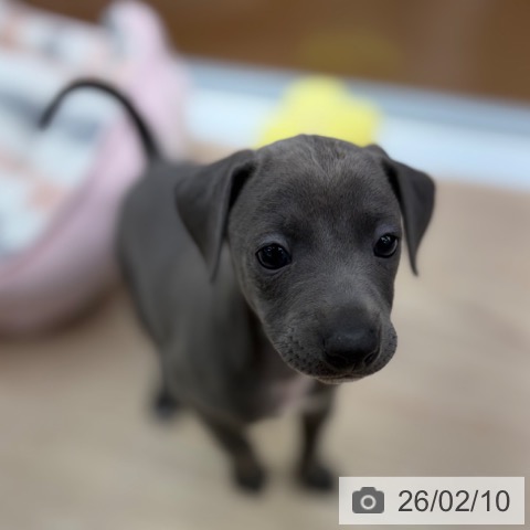 京都府のイタリアングレーハウンド (ペットプラス 京都桂川店/2025年12月11日生まれ/男の子/ブルーホワイト)の子犬の4枚目の画像