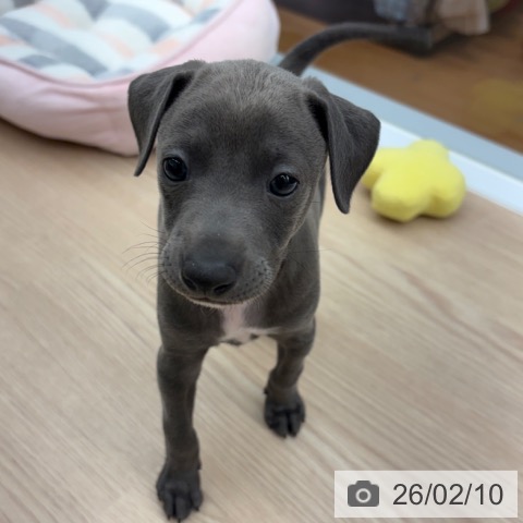 京都府のイタリアングレーハウンド (ペットプラス 京都桂川店/2025年12月11日生まれ/男の子/ブルーホワイト)の子犬の3枚目の画像