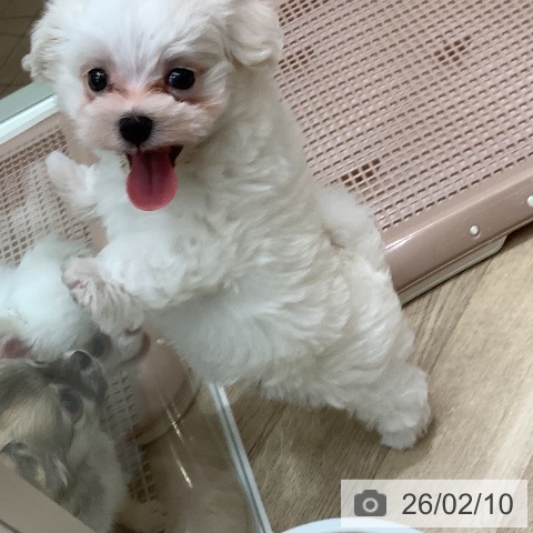 マルチーズの写真