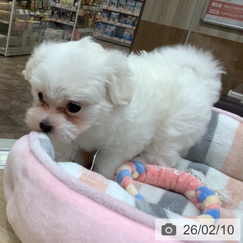 マルチーズの写真